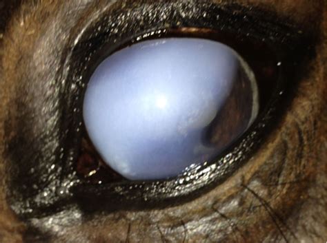 Figure 1 From Corneal Edema In Four Horses Treated With A Superficial