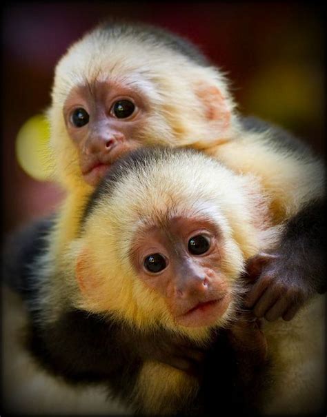 Baby Capuchin Pair Cute Baby Monkey Cute Baby Animals Pet Monkey