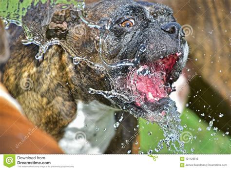 Brindle Boxer Drinking Water Hdr Stock Image Image Of Feed Grass
