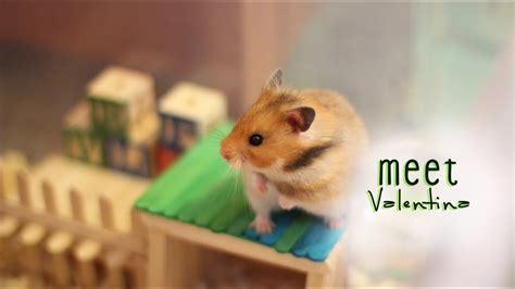 Cute Golden Hamster Syrian Hamster Youtube