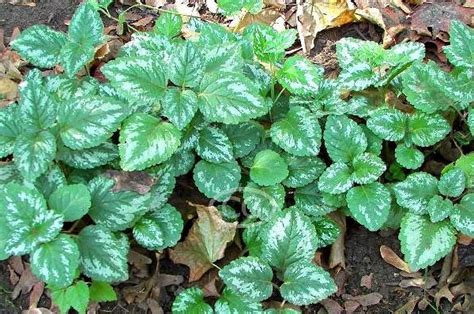 Ground Cover Ivy Variegated Ground Cover Plants Ground Cover Plants