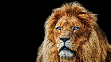 Lion With Blue Eyes In Black Background Hd Lion Wallpapers Hd