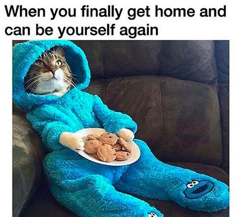 17 Animal Memes Only Lazy People Will Understand Cuteness
