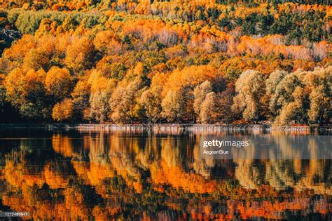 Trees Reflected On A Lake In Autumn High Res Stock Photo Getty Images