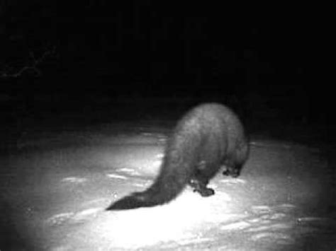 Maine department of inland fisheries and wildlife. Fisher (cat) West Greenwich Rhode Island - YouTube