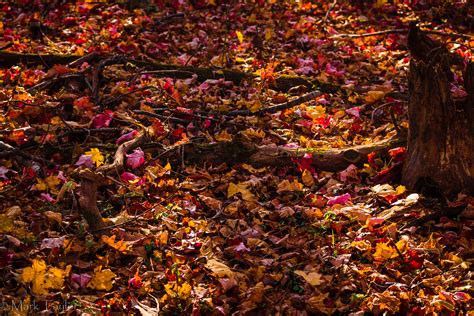 Autumn Forest Floor Mark Taylor Flickr