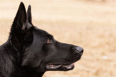 Black German Shepherd All On This Dog With Rare Coat Color