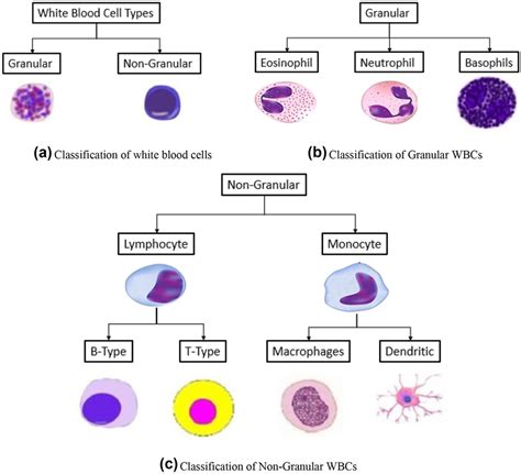 White Blood Cell Classification Structure Download Scientific Diagram