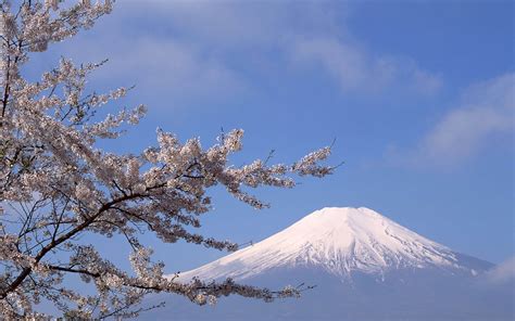 Japan Mount Fuji Sakura Wallpapers Hd Desktop And Mobile Backgrounds