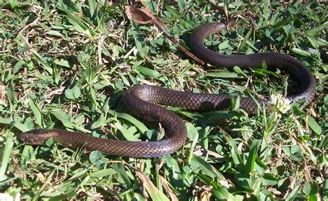 Golden Crowned Snake Tilligerry Habitat Reserve