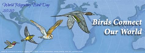 World Migratory Bird Day 2020 Raptors