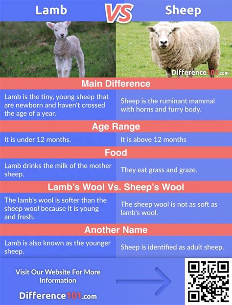 Lamb Vs Sheep The People Often Misunderstand Lamb And Sheep As They