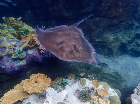 A Stingray Swimming Over Coral And Rock Reef Underwater Stock Photo