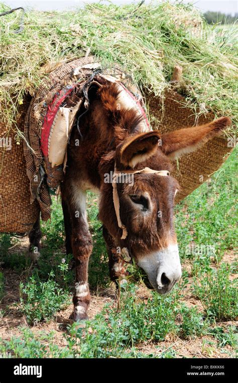 Donkey Grazing Sous Plain Stock Photo Alamy