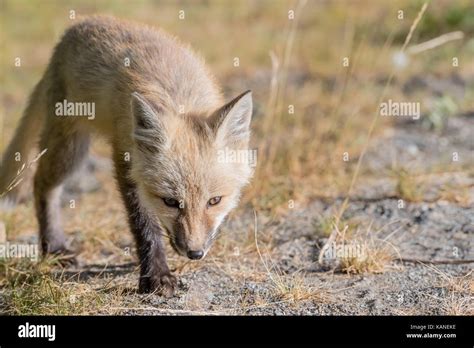 Red Fox On The Prowl Hi Res Stock Photography And Images Alamy