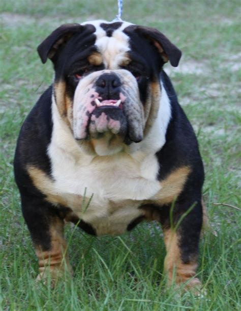 Select from premium english bulldog of the highest quality. english bulldog colors - Bing Images | Bully dog, Bulldog ...