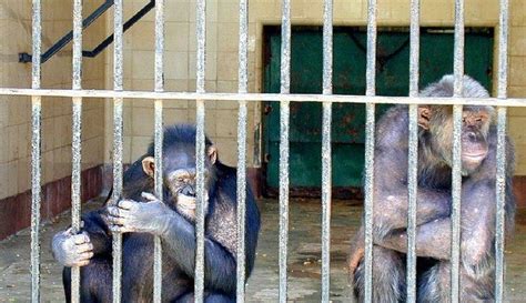The National Institutes Of Health Ends Chimp Testing Over 300 Animals