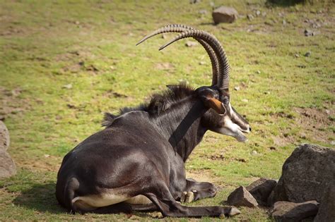 Antelope Africa Animal Free Photo On Pixabay Pixabay