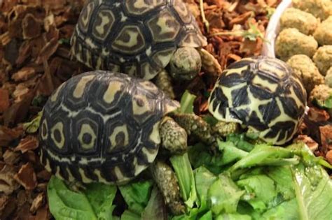Central texas tortoise rescue, we operate out of our home. The Best Pet Tortoises