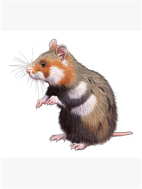 European Hamster Art Print By Kokayart Redbubble