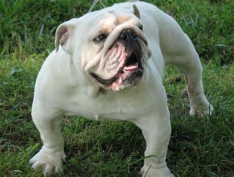 English Bulldogs North Carolina Puppies - English Bulldog Facts