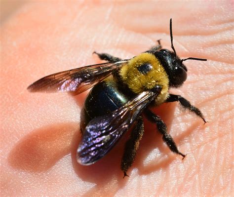 All Buzz No Sting Carpenter Bees Do Just What Their Name Suggests