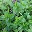 Mentha Mint In GardenTags Plant Encyclopedia