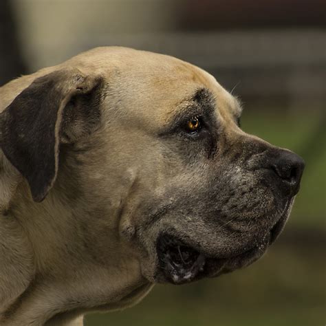 English Mastiff Pedigree Database