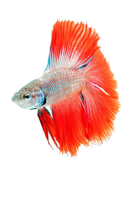 Red Betta Fish Betta Splendens Portrait Photograph By David Kenny