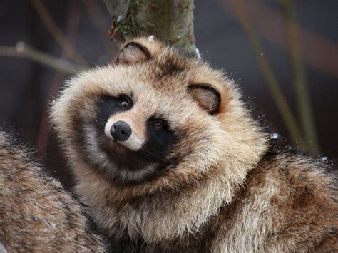 Raccoon Dogalso Known As Magnut Or Tanukifound In East Asia