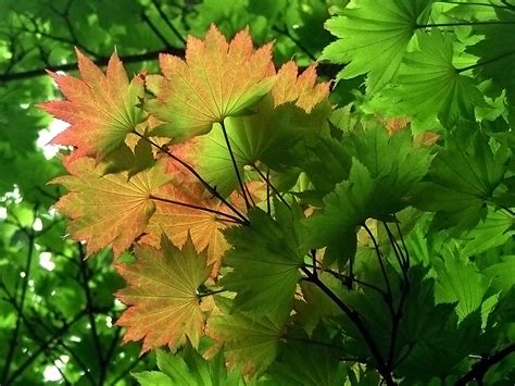 Ornamental Maple Leaves In Early Summer By Aegiandyad On Deviantart