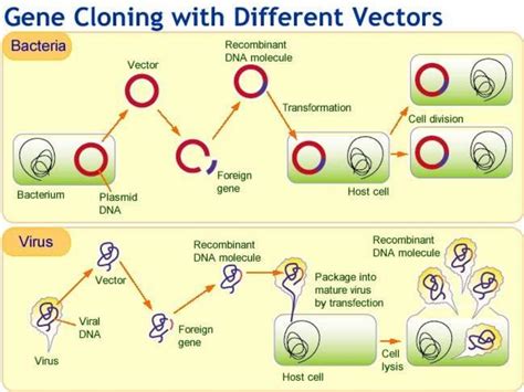 Molecular Cloning - Vectors: Types & Characteristics