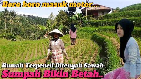 WOW Aslii Bikin Kaget Intip Rumah Di Tengah Sawah Kampung Pedalaman Cianjur Selatan Jawa Barat