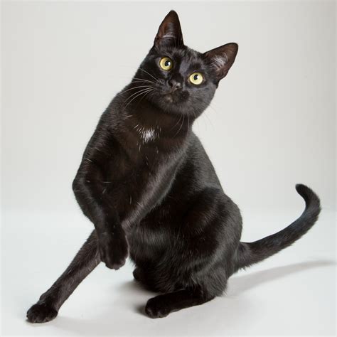 Pet Studio Photography Black Cat Sitting With Paw Raised By Mark Rogers