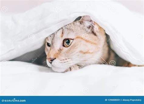 Cute Cat Hiding Under Blanket Stock Image Image Of Playful Looking