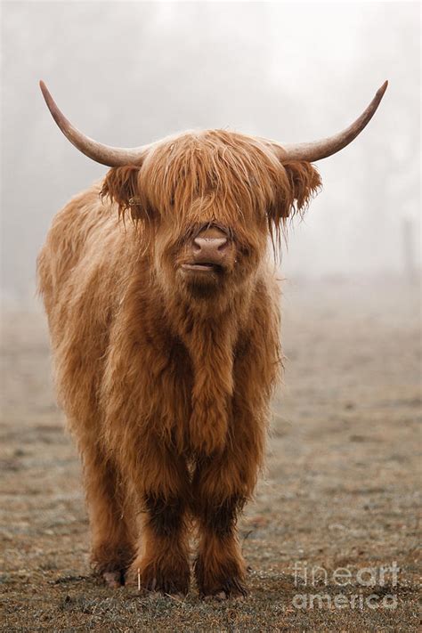 Scottish Highland Cow Photograph By Franz Peter Rudolf Fine Art America