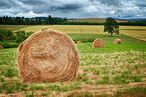 Round Hay Bale Stock Photo Image Of Farmland Crop Roll 39545790