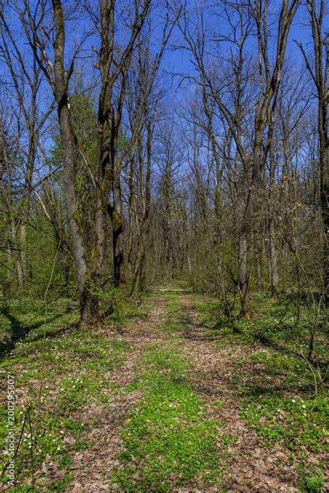 Woodland Walking And Hiking Pathway With Tall Trees At Early Spring