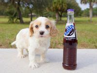 Compact size yet still big enough to hug, features of a dog (not a fashion accessory), while maintaining that cute puppy expression into adulthood, and of course, never aggressive. 10 best images about Cute teacup puppies ready for ...