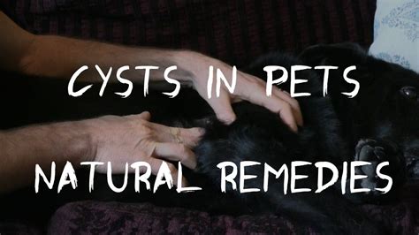 Steps for treating a wound. Cysts In Dogs and Cats: 5 Effective Natural Remedies - YouTube