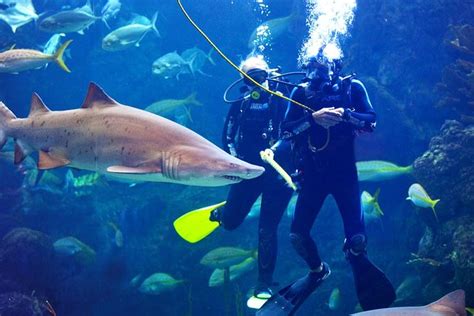 Dive With The Sharks At The Florida Aquarium In Tampa Bay 2024