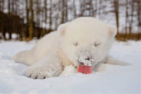 These Awesome Pictures Show Animals Playing With Snow For The First