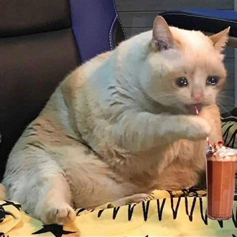 Sad Cat The Milkshake Is Delicious Rsadcats