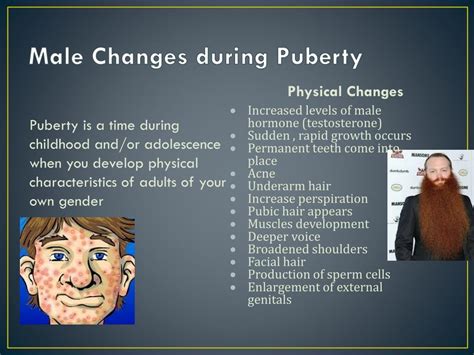 Ppt Male Puberty And Reproduction Powerpoint Presentation Free Download Id 2474068