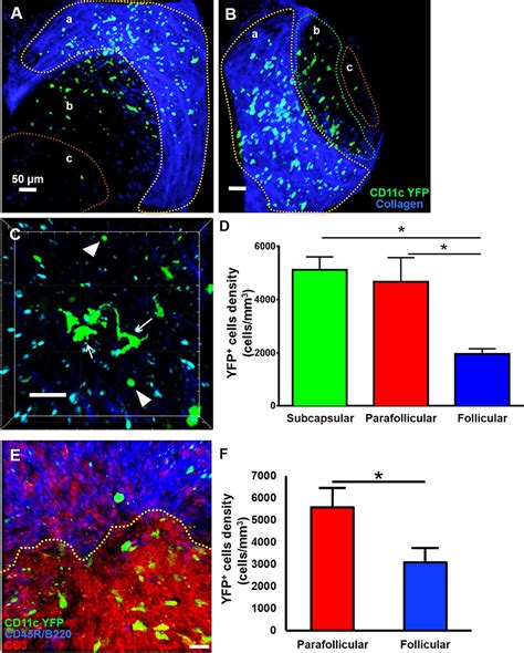 Frontiers Multiphoton Intravital Microscopy Of Mandibular Draining Lymph Nodes A Mouse Model