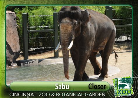 Cincinnati zoo and botanical garden. Zoo's Animal All-Stars Lineup - Cincinnati Zoo & Botanical ...