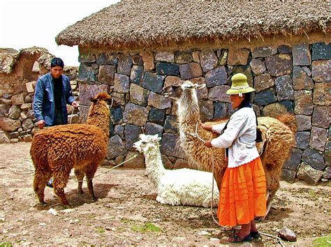 Woman With Her Llama And Alpacas Near Puno Peru Photograph By Ruth