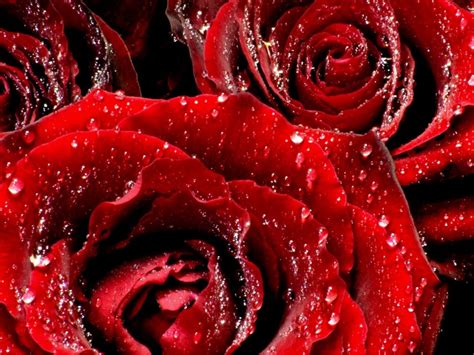 Wallpapers Hd Red Roses