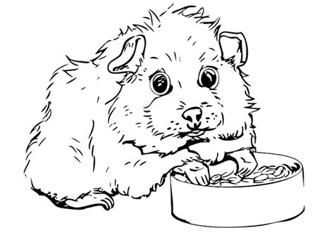 Guinea Pig Coloring Pages - Best Coloring Pages For Kids