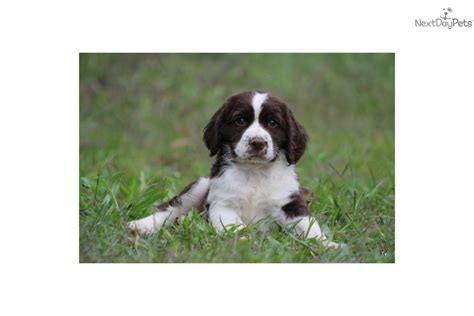 A non refundable deposit will be required to hold these. Ty | English Springer Spaniel puppy for sale near Grand Rapids, Michigan | a552fbc9-9c11